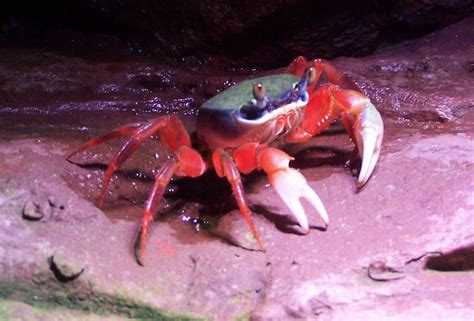 Rainbow Crab Cardisoma Armatum Gecarcinidae Marine Life Flickr