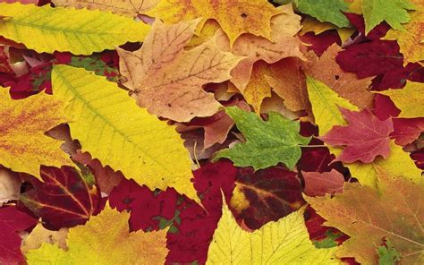 Gekleurde Herfstbladeren Wallpaper Mooie Leuke Achtergronden Voor Je