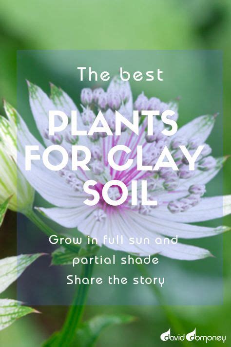 Gardening The Best Plants For Clay Soil Grow In Full Sun And Partial