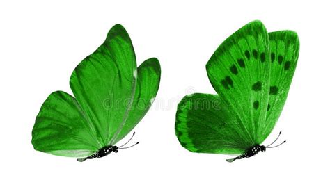 Beautiful Two Green Butterflies Isolated On White Background Stock