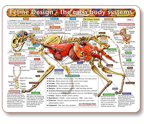 Buy Feline Design The Cats Body Systems A Double Sided Laminated