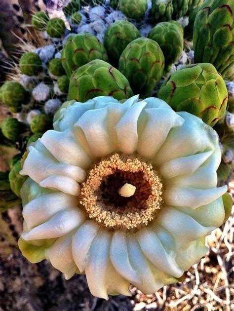 Saguaro Cactus Bloom Cacti And Succulents Desert Flowers Cactus Flower