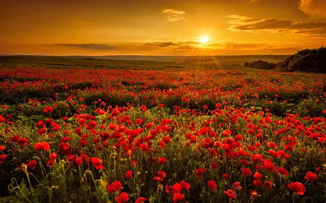 Fiery Poppies Flowers Beautiful Sunset Sky Field Coolwallpapers Me