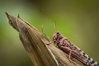 70年來最大蟲蟲危機》氣候變遷導致蝗災加據 橫掃東非蝗蟲數量6月恐增500倍