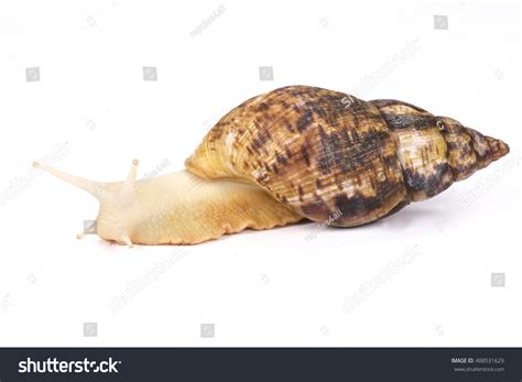 Albino Giant African Land Snail Achatina Stock Photo