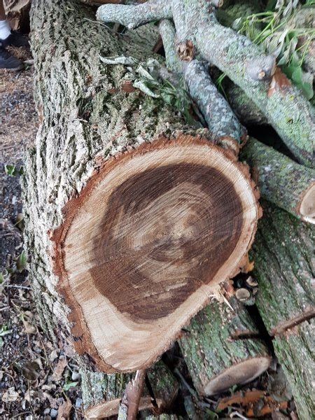 Is This American Elm Firewood Hoarders Club