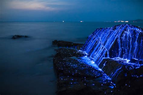 Bioluminescent Shrimp Turn Rocks On Japanese Beach Into Weeping Stones