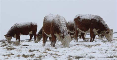 Is Snow An Adequate Winter Water Source Beef Magazine