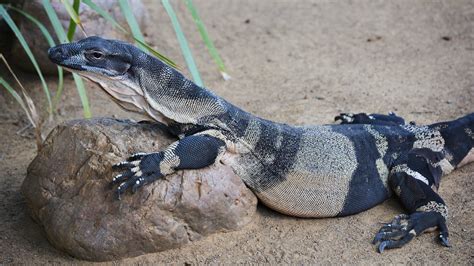 Lizard Monitor Lizard Reptile Wildlife Wallpaper Resolution2560x1440