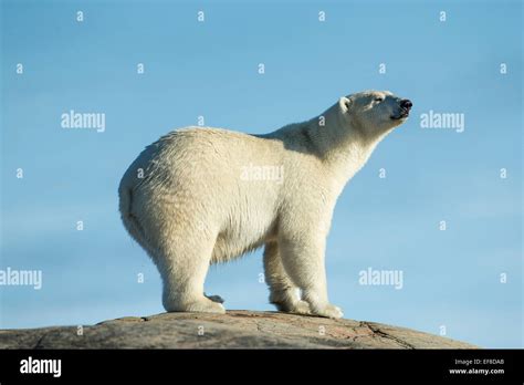 Canada Nunavut Territory Repulse Bay Polar Bears Ursus Maritimus