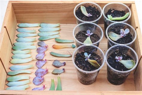 How To Propagate Succulents With Honey Step By Step Guide