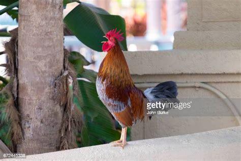 Rooster Wake Up Call Photos And Premium High Res Pictures Getty Images