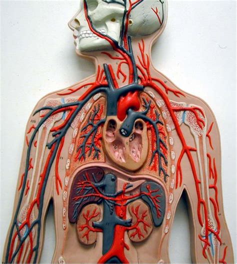 Human Veins And Arteries Model My XXX Hot Girl