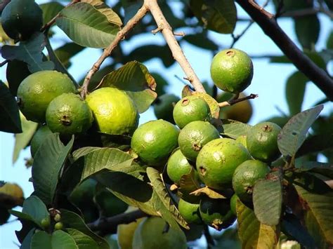 10 Best Fruit Trees For Southern California Backyard Growers