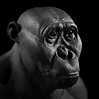 Paranthropus aethiopicus- reconstruction by Gabriel Vinas | Human ...