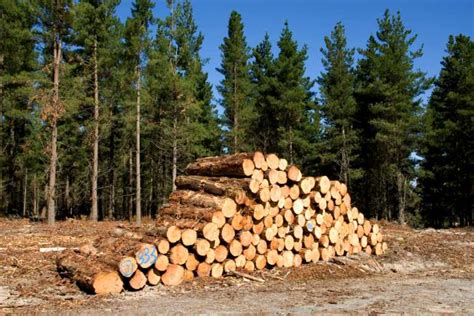 Timber Plantations Are Not Forests Going Green The Earth Times