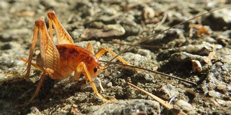 Even though camel crickets belong to the cricket family, they lack that signature noise crickets are known for. How to Get Rid of Camel Crickets (Naturally and Effectively)