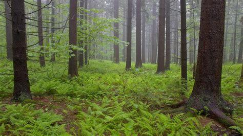 Pin By Lexi Price🦋🌙 On Temperate Forest Carbon Sequestration Boreal