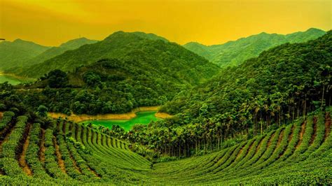 Tea Garden Wallpapers Wallpaper Cave