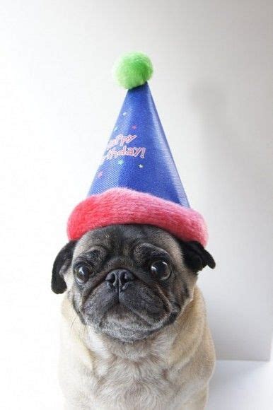 Pug In Birthday Hat Animales Adorables Recetas