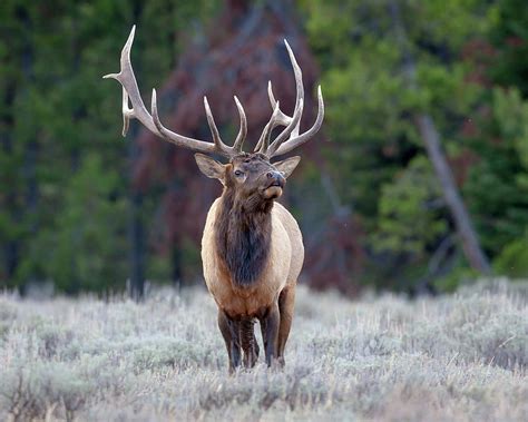 Majestic Bull Elk Photograph By Jack Bell Fine Art America