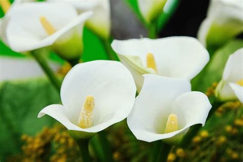 Growing And Care Of Calla Lily Flowers Calla Lily Flowers Lily Care