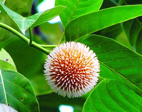 Its interests include birds, butterflies, insects & flowers. We love Our Bangladesh: Kadam/Kadambo is a rainy season ...