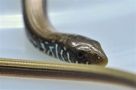 It allowed me to hold it this time without flipping. Eastern Glass Lizard / Legless Lizard ( Ophisaurus ...