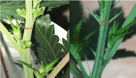 How To Tell Male From Female Weed Plants Plant Ideas