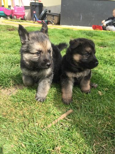 Pure German Shepherd Puppies For Sale In Camborne Cornwall Preloved