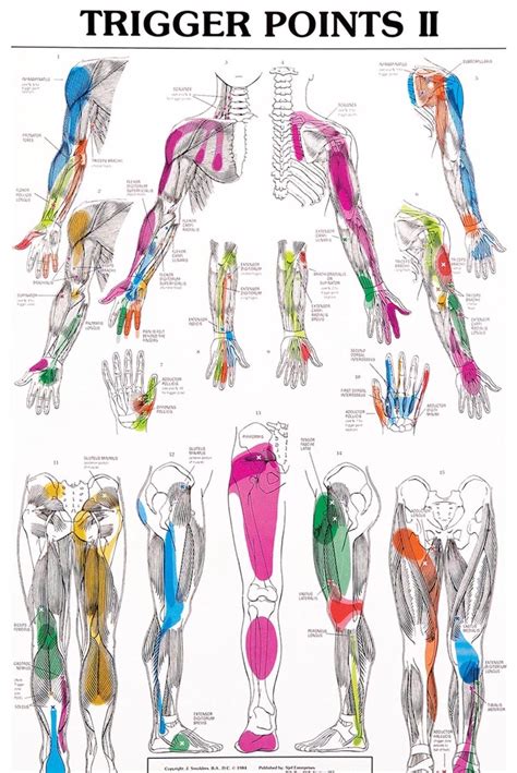 Pin By Lcrc On Ongoing Trigger Points Trigger Point Therapy Acupressure