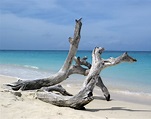 Driftwood Free Photo Download | FreeImages