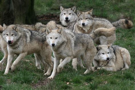 All Sizes Grey Wolf Pack Flickr Photo Sharing Wolf Photos Wolf