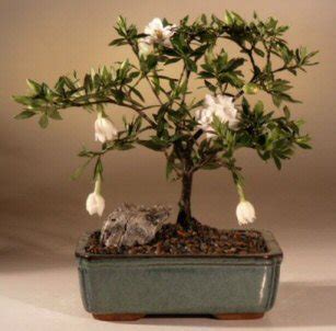 And a mother's day flower delivery is the perfect way to celebrate all the ones who have proudly earned the title, mom. Flowering Gardenia Bonsai Tree - Medium (gardenia jasminoides)
