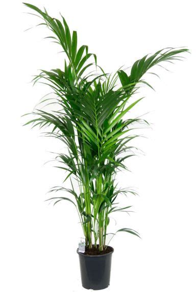 Kentia Palme Howea Forsteriana Pflege 123zimmerpflanzen