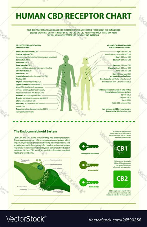 The Definitive Guide To Cbd Dosage Guide How Much Should You Take