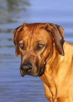 Where can i find ridgeback puppies for sale near and around the da2/south east london postcode area? Rhodesian Ridgeback Puppies For Sale Near Me