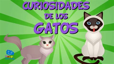 Curiosidades De Los Gatos Videos Educativos Para Niños Youtube