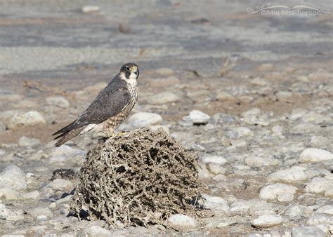 Tumbleweed And Peregrine Falcon On The Wing Photography