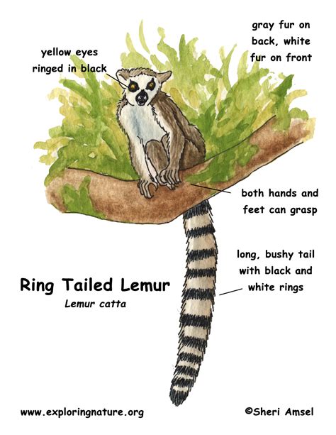 Ring Tailed Lemur Habitat