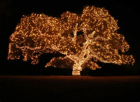 Annual Piedmont Avenue Tree Lighting Ceremony Philippa