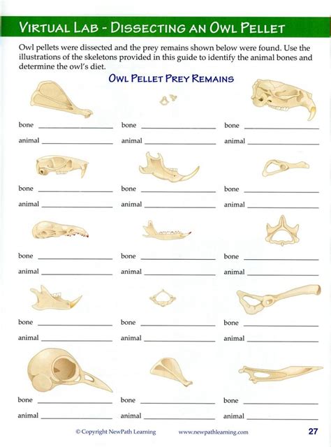 Owls And Owl Pellet Dissection Resource Guide