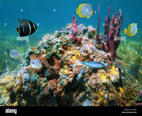 Colorful Marine Life With Sea Sponges And Tropical Fish Underwater Sea