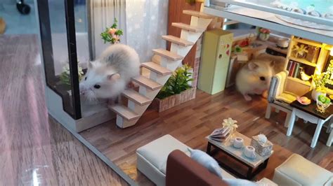 Now this is probably the most fit hamster i've ever seen(and is very crazy)lol. Roborovski Hamsters Baby Playing In Miniature House DIY ...