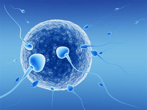 Egg Sperm Facts Austin Fertility Reproductive Medicine