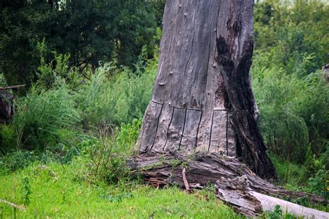 Alien Tree Stripped Of Bark At Base Free Stock Photo Public Domain