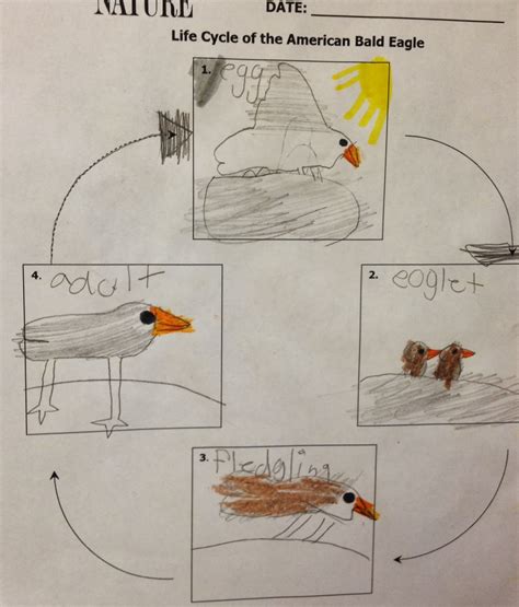 Life Cycle Of An Eagle For Kids