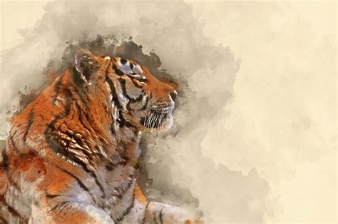 Digital Watercolor Painting Of Stunning Close Up Image Of Tiger