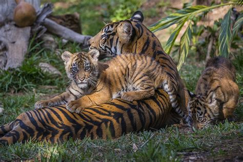 Endangered Sumatran Tiger Cubs Debut Zoonooz