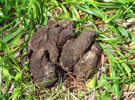 What Happens To Dog Poop On Grass